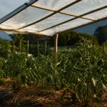 Abri tomates fait maison : feuilles protégées de la pluie, air circule