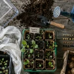 Que planter en mars au potager : semis sous abri et protection contre les gelées